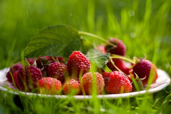 Assiette de framboises sucrées sur l herbe
