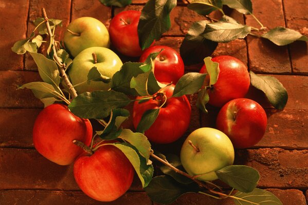 Pommes juteuses et mûres sur les branches