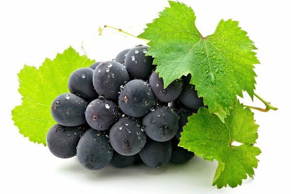Juicy black grapes on a white background