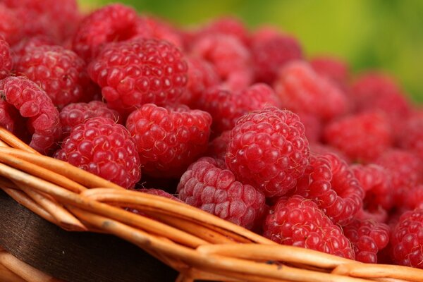 Panier de framboises mûres
