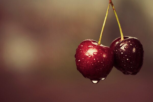 Cerises mûres sur une branche