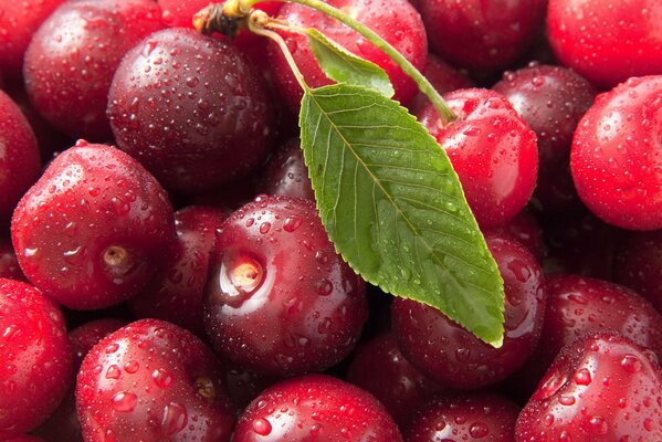 A bunch of wet ripe cherries