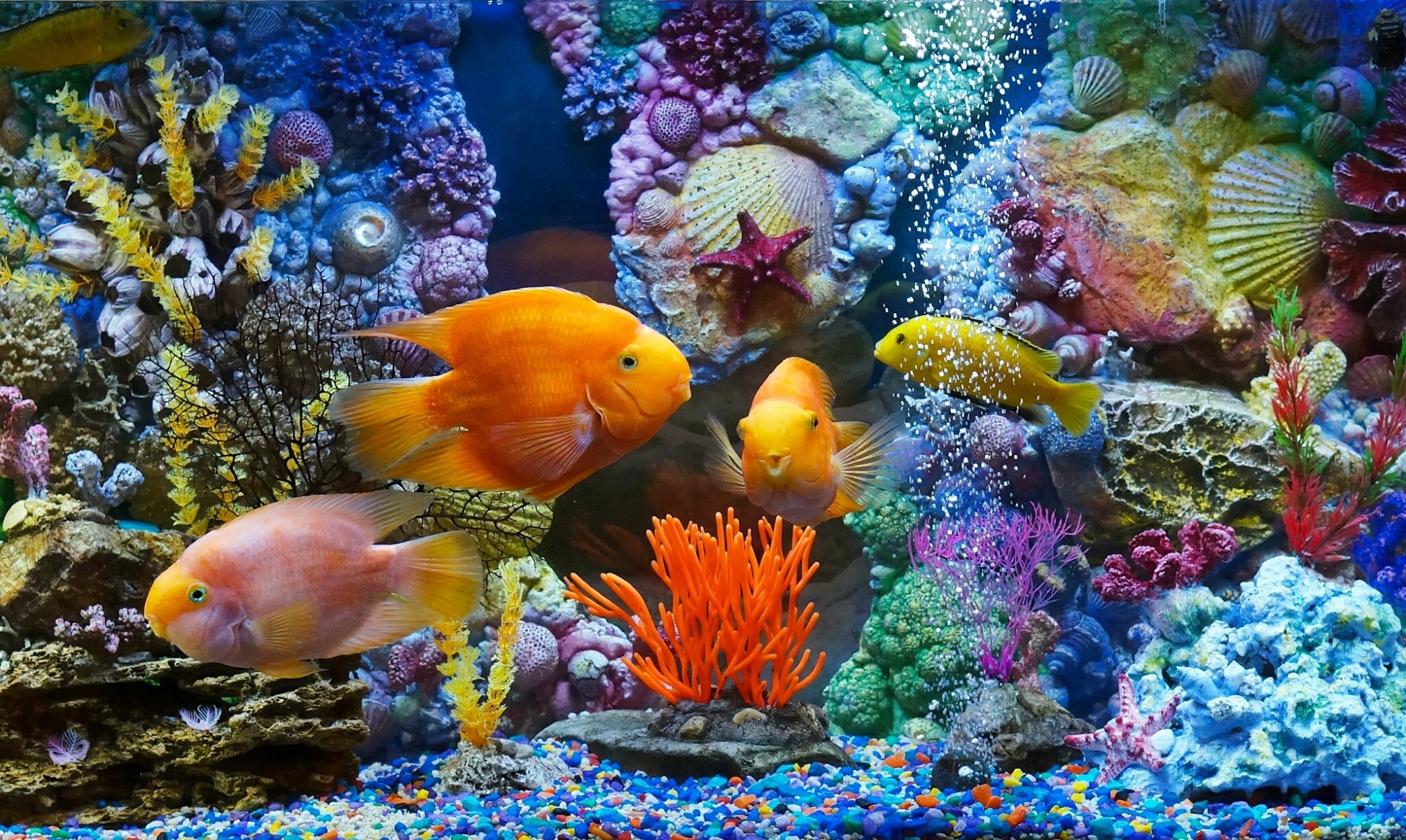 acquario pesci pesci coralli conchiglie