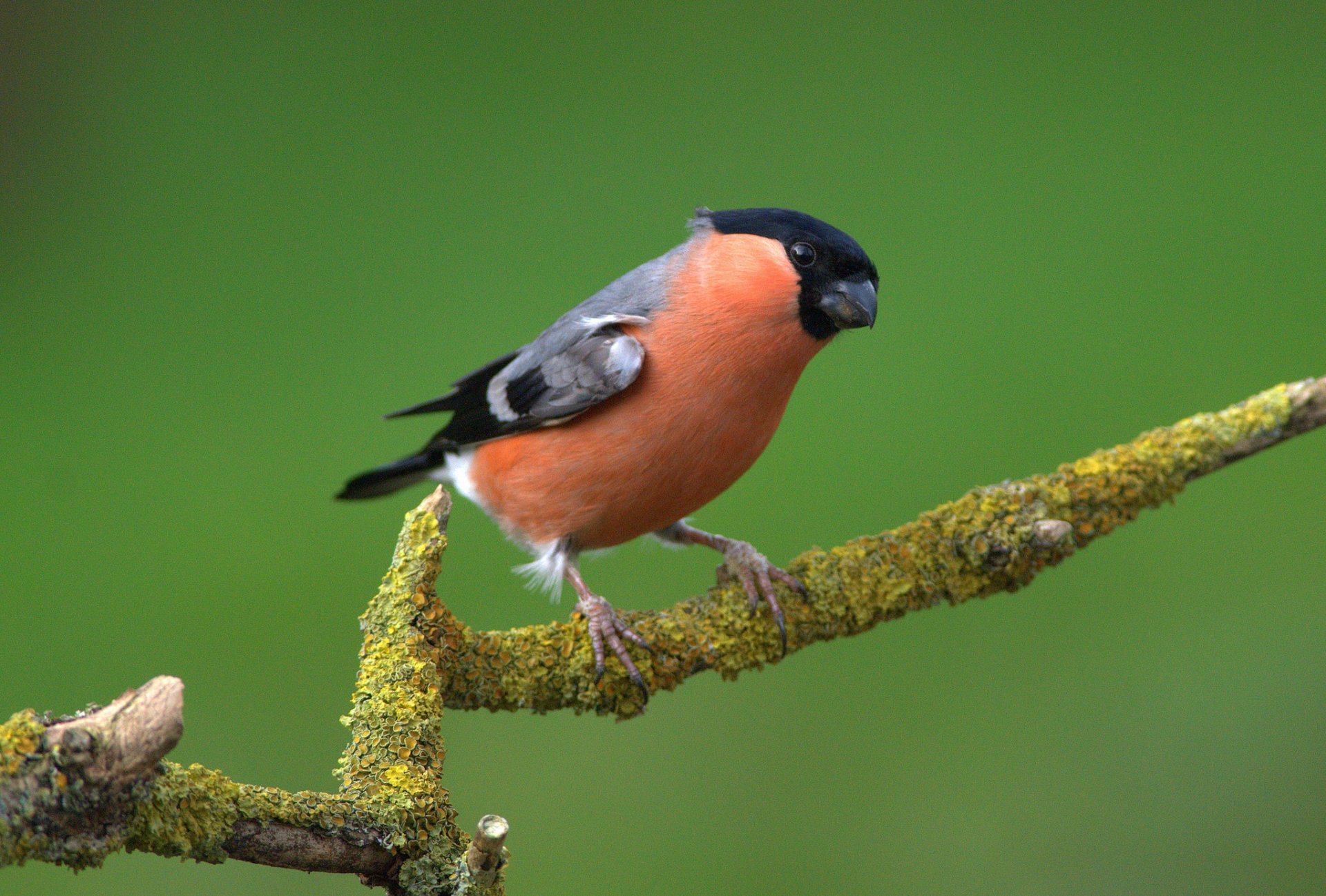 oiseau plumes couleur bec branche