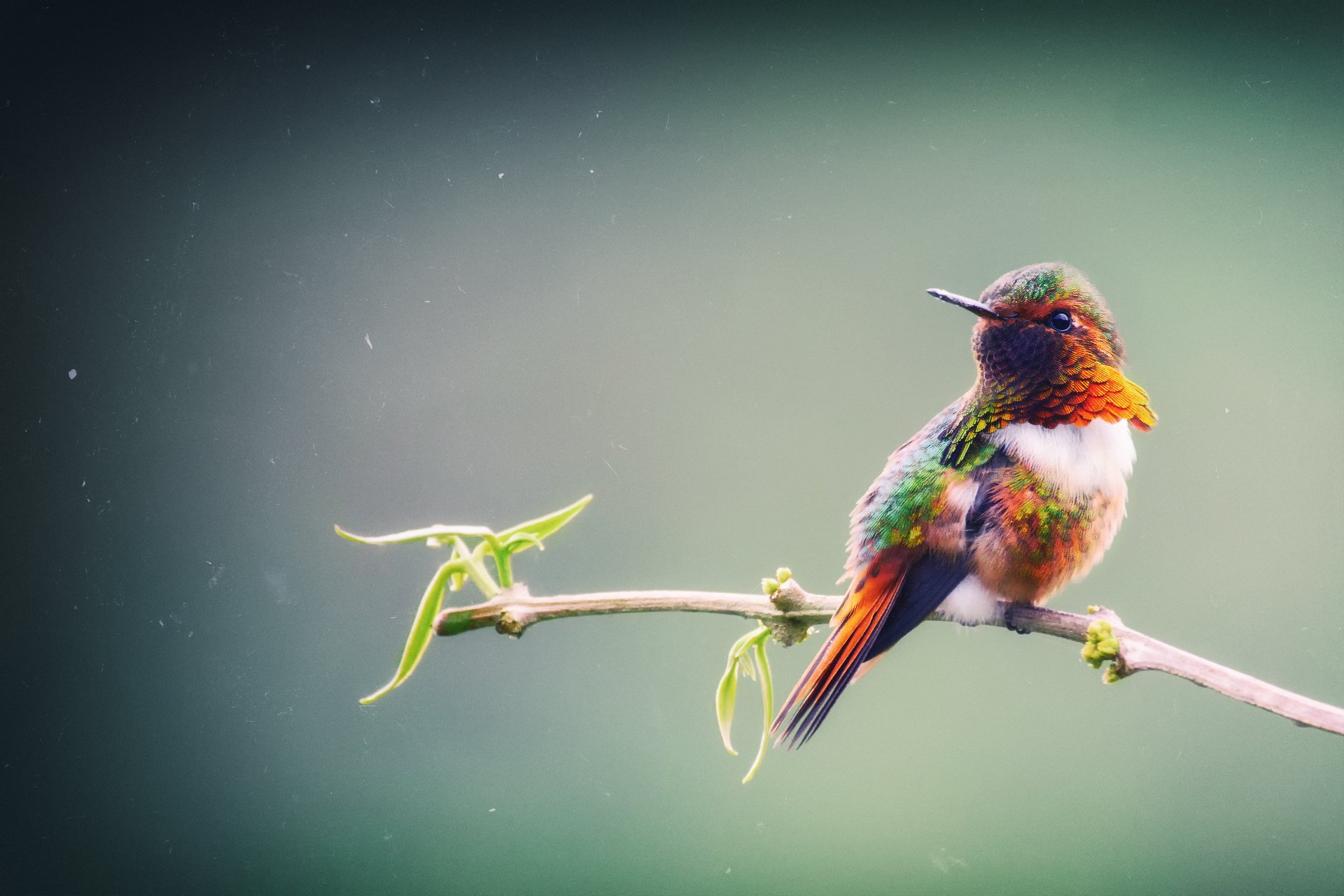 kleiner vogel kolibri funkelnder kolibri selasphorus funken der kleinste kolibri zweig costa rica