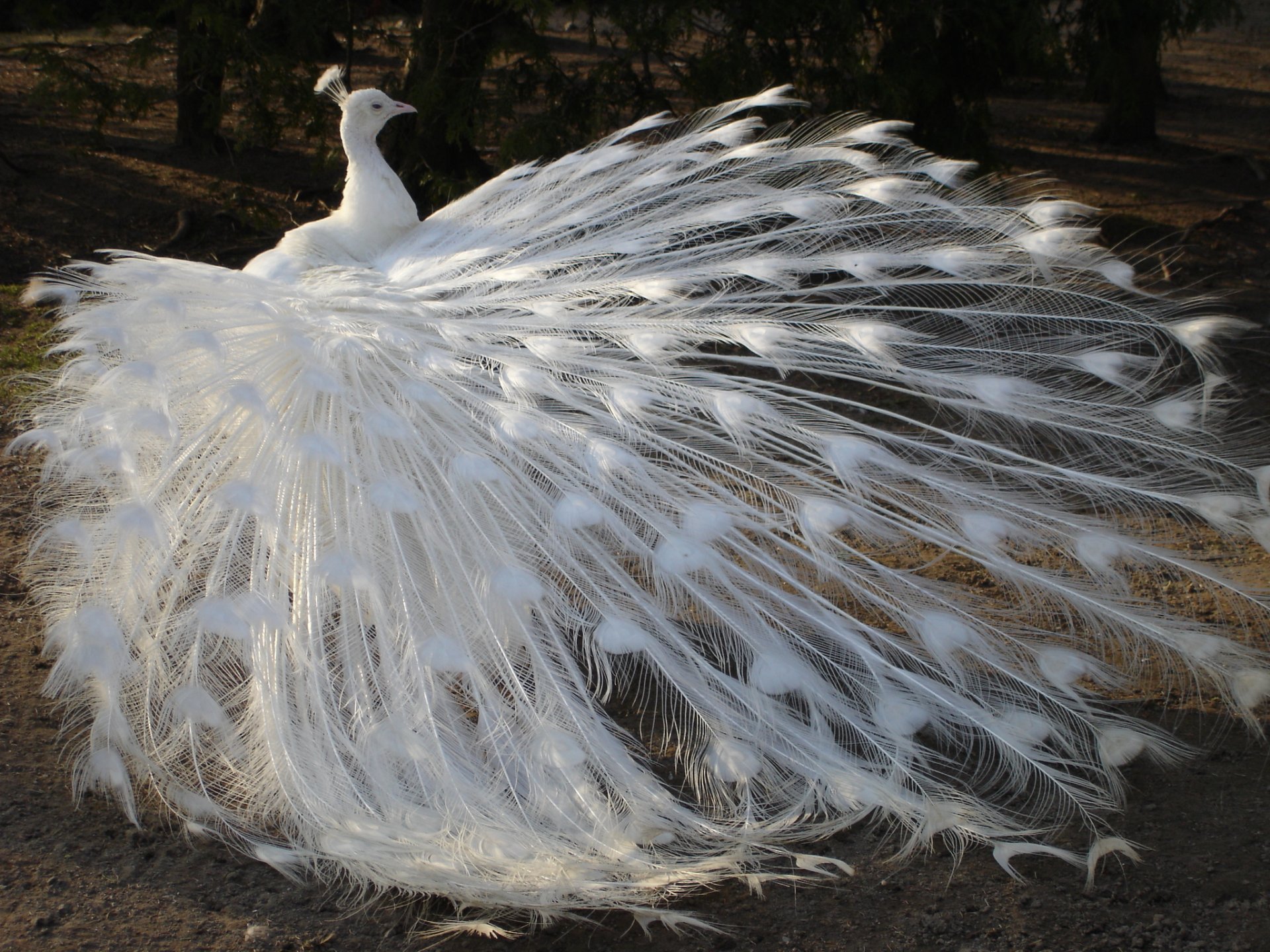 uccello pavone coda piume bianco albino