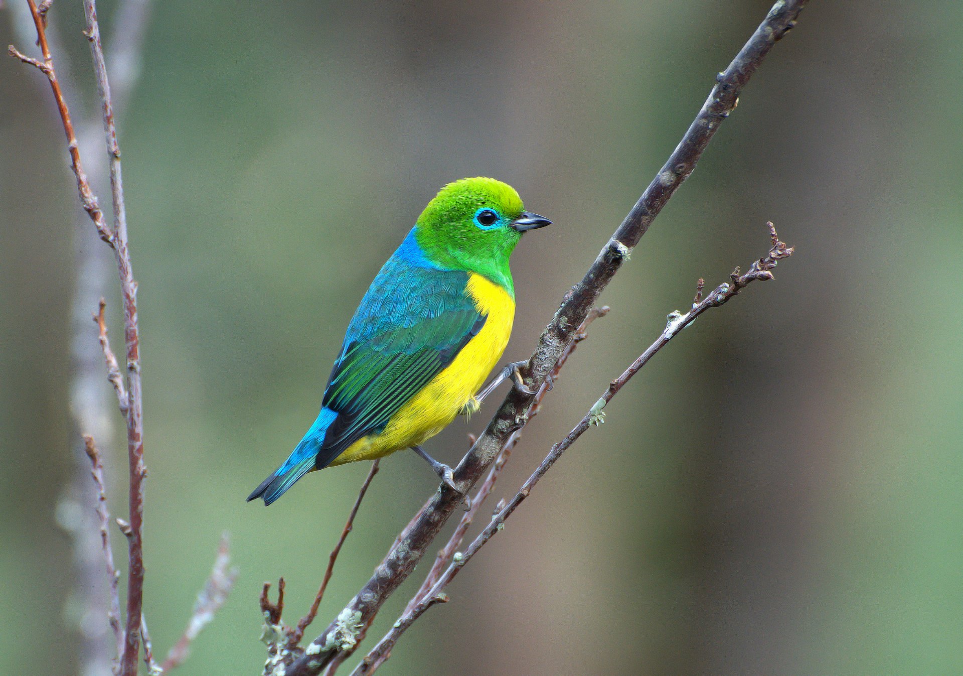 oiseau jaune vert bleu branche saíra