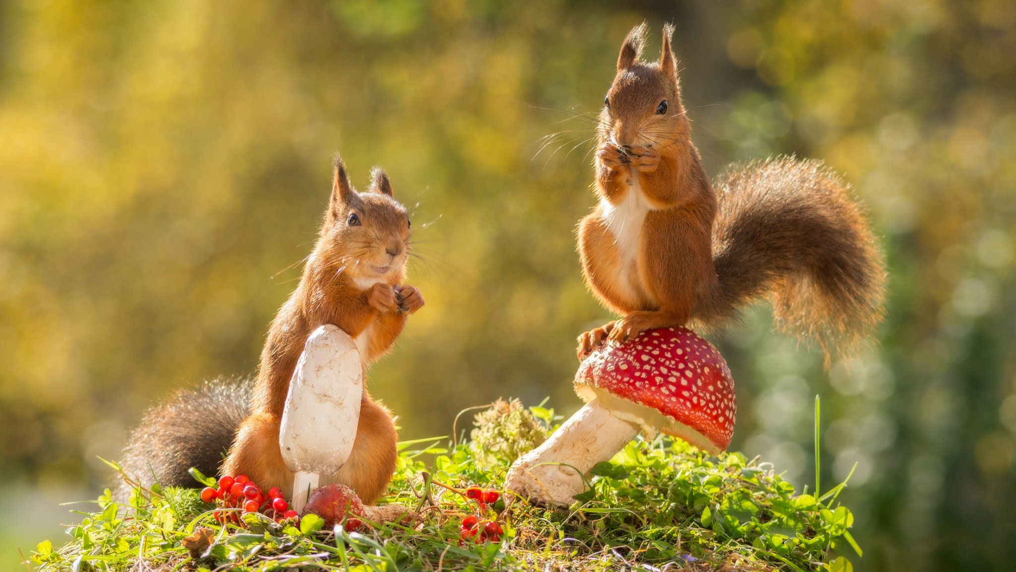 animals rodents proteins nature autumn mushrooms berries bokeh