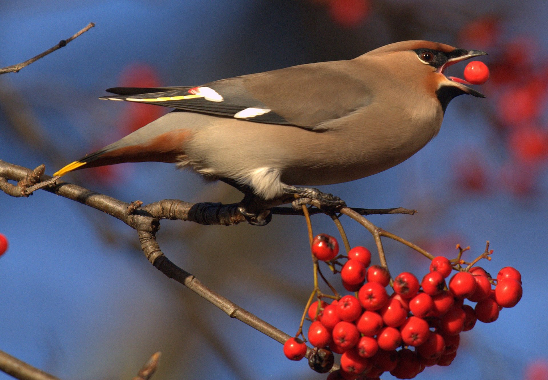 oiseau plumes bec baies branche