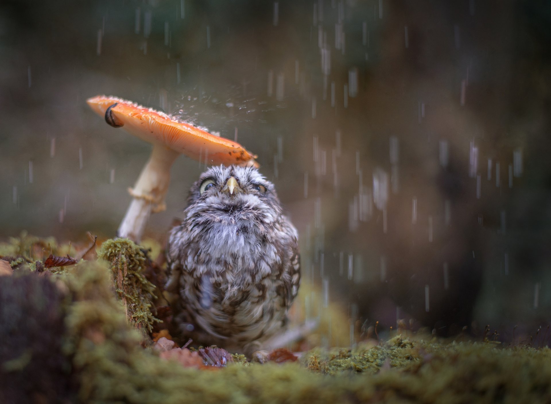 natura ptak pisklę sowa jesień deszcz grzyb