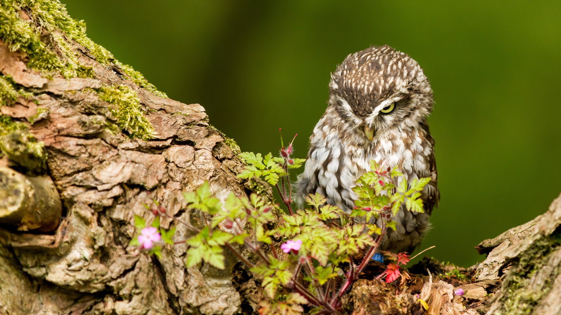 poultry owl nature