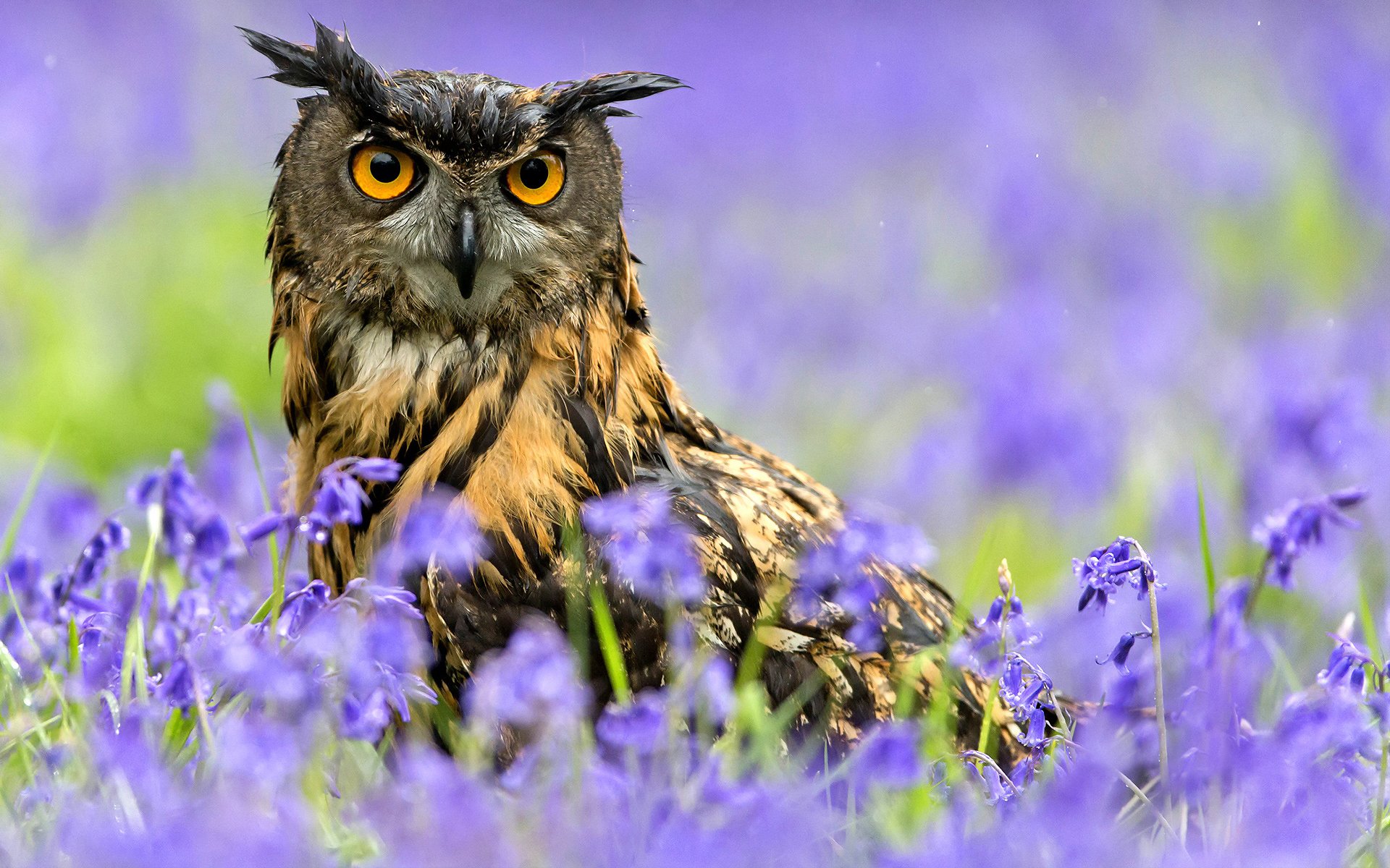 oiseau hibou hibou printemps fleurs pluie