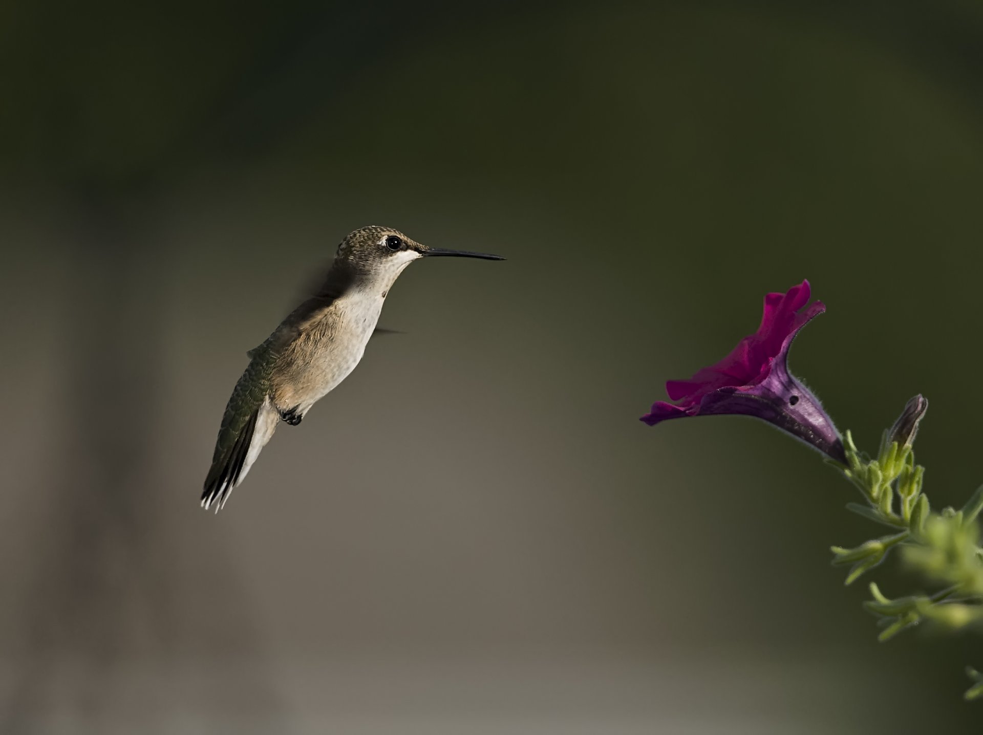 vogel kolibri blume petunie unschärfe