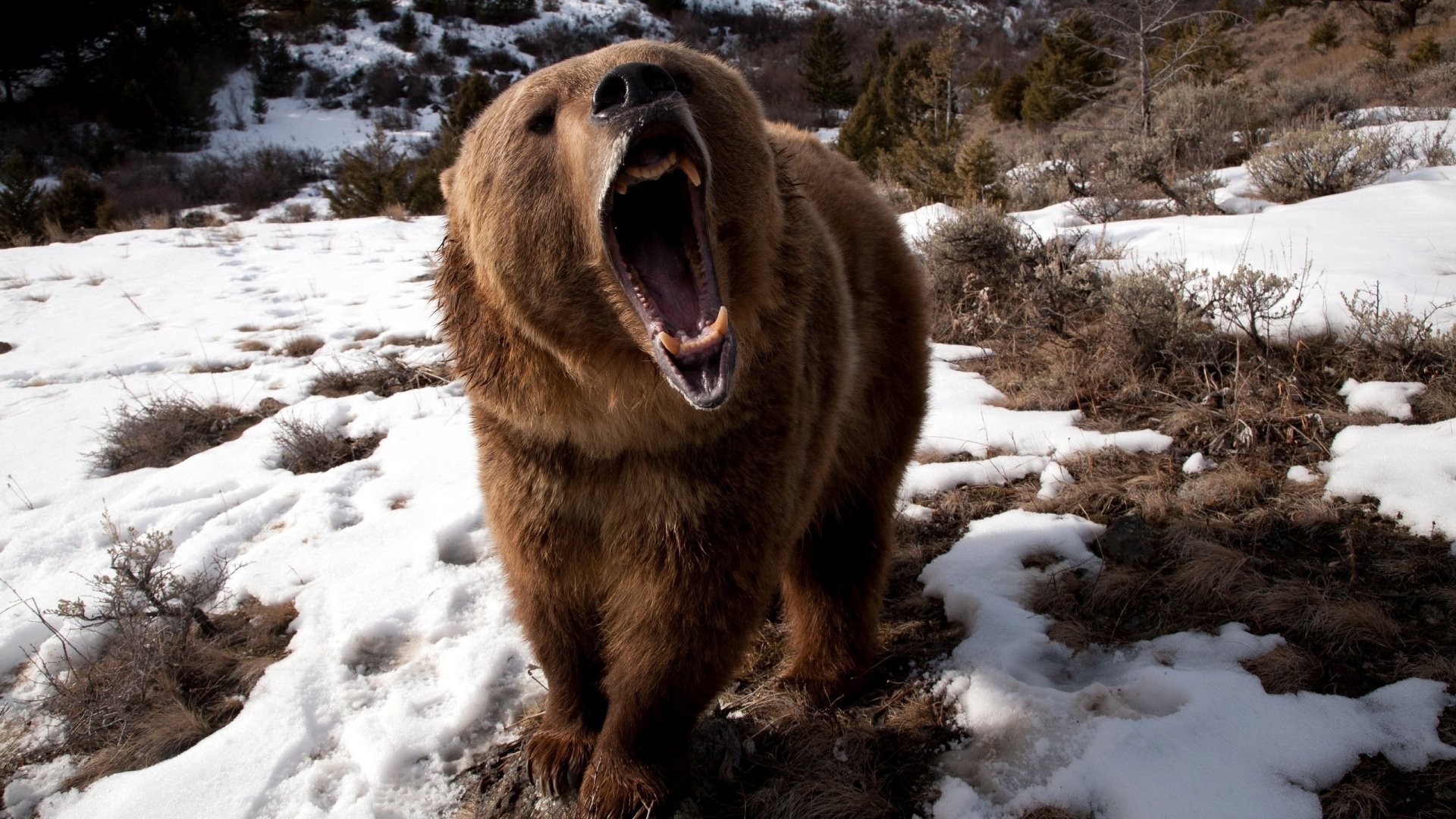 en colère ours grizzly