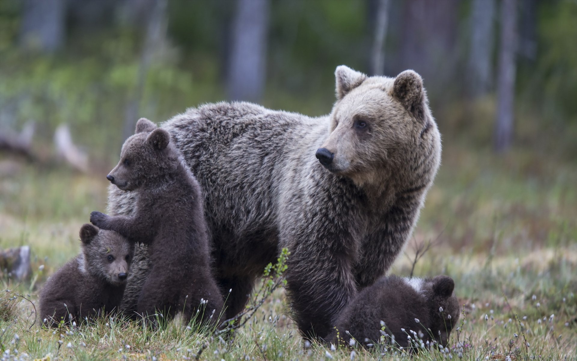 niedźwiedzie natura jesień