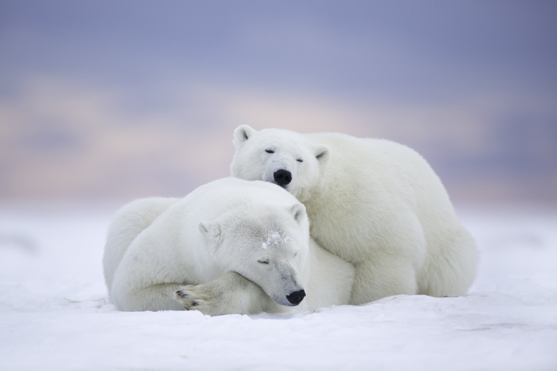 reserva nacional de vida silvestre del ártico alaska reserva nacional del ártico osos polares osos pareja vacaciones sueño