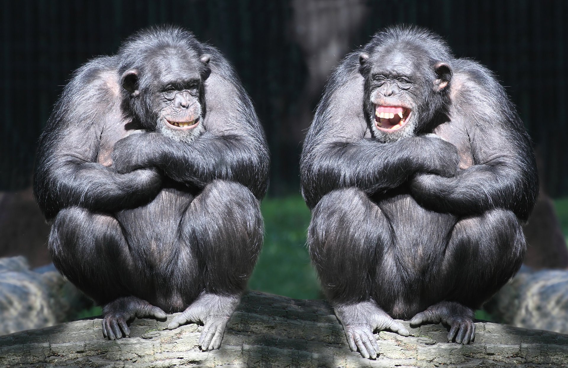 chimpanzé singe couple journal rire primates