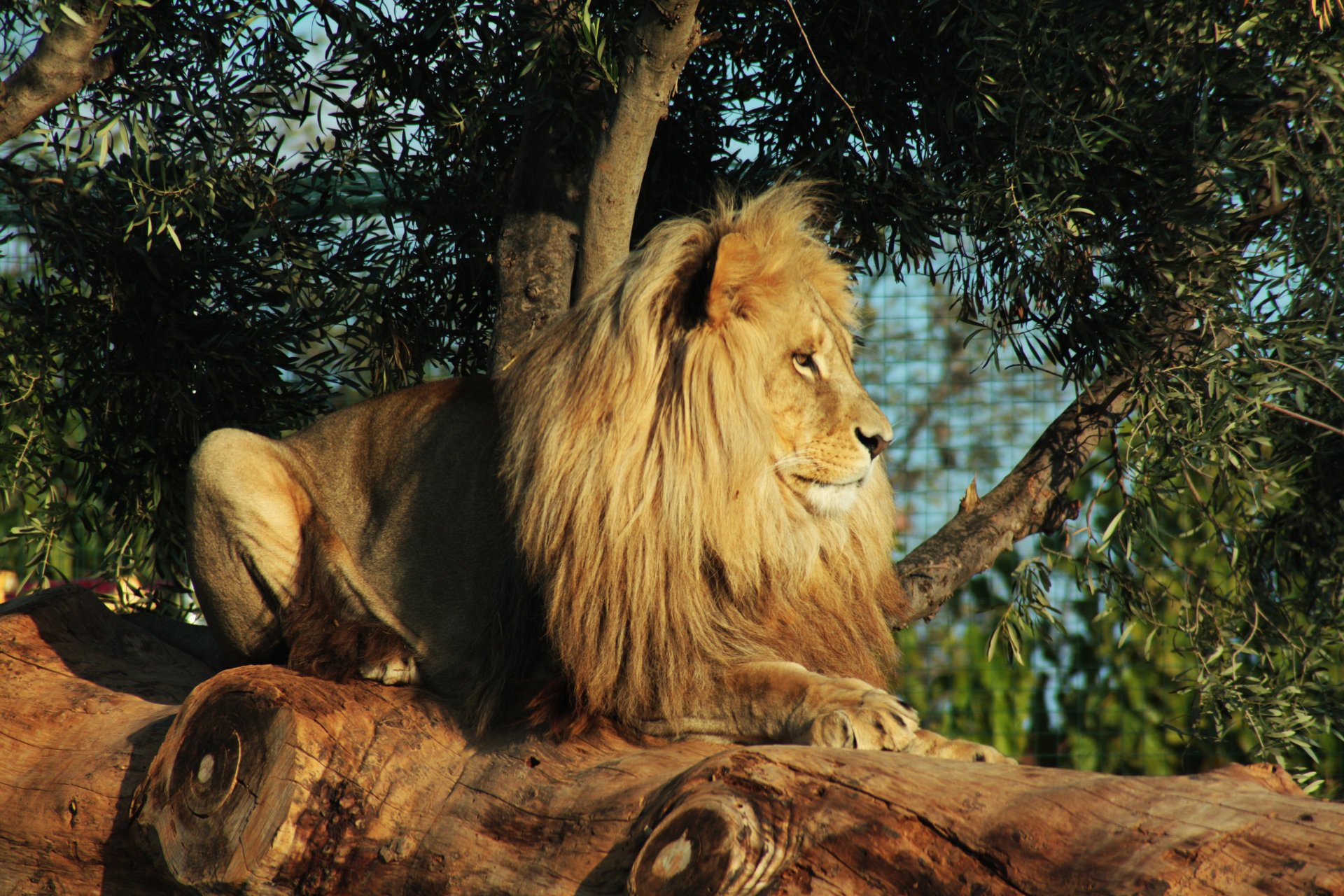 animal depredador león melena mentiras vista naturaleza árboles hojas