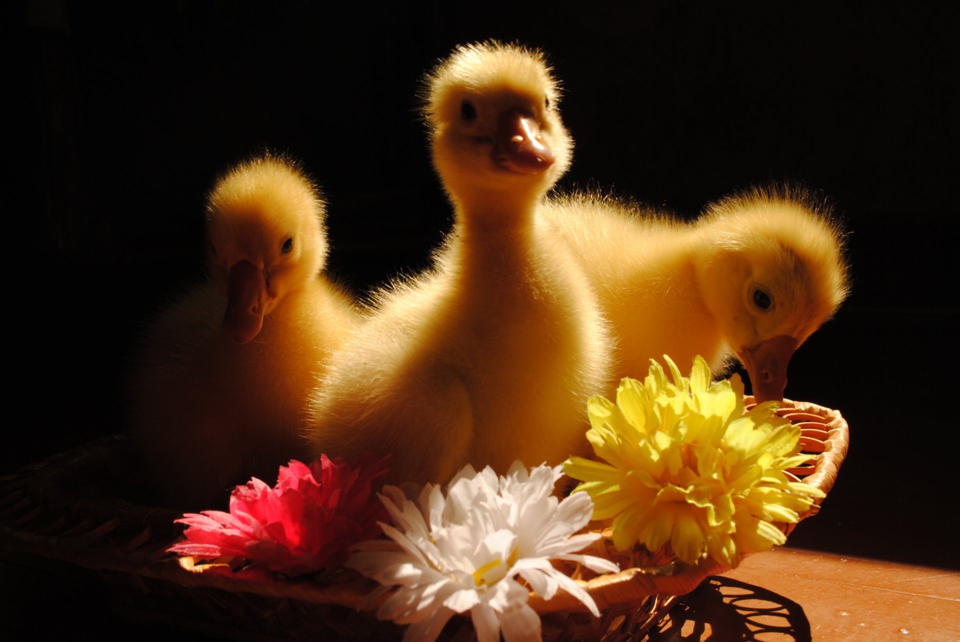 animals birds goslings flower