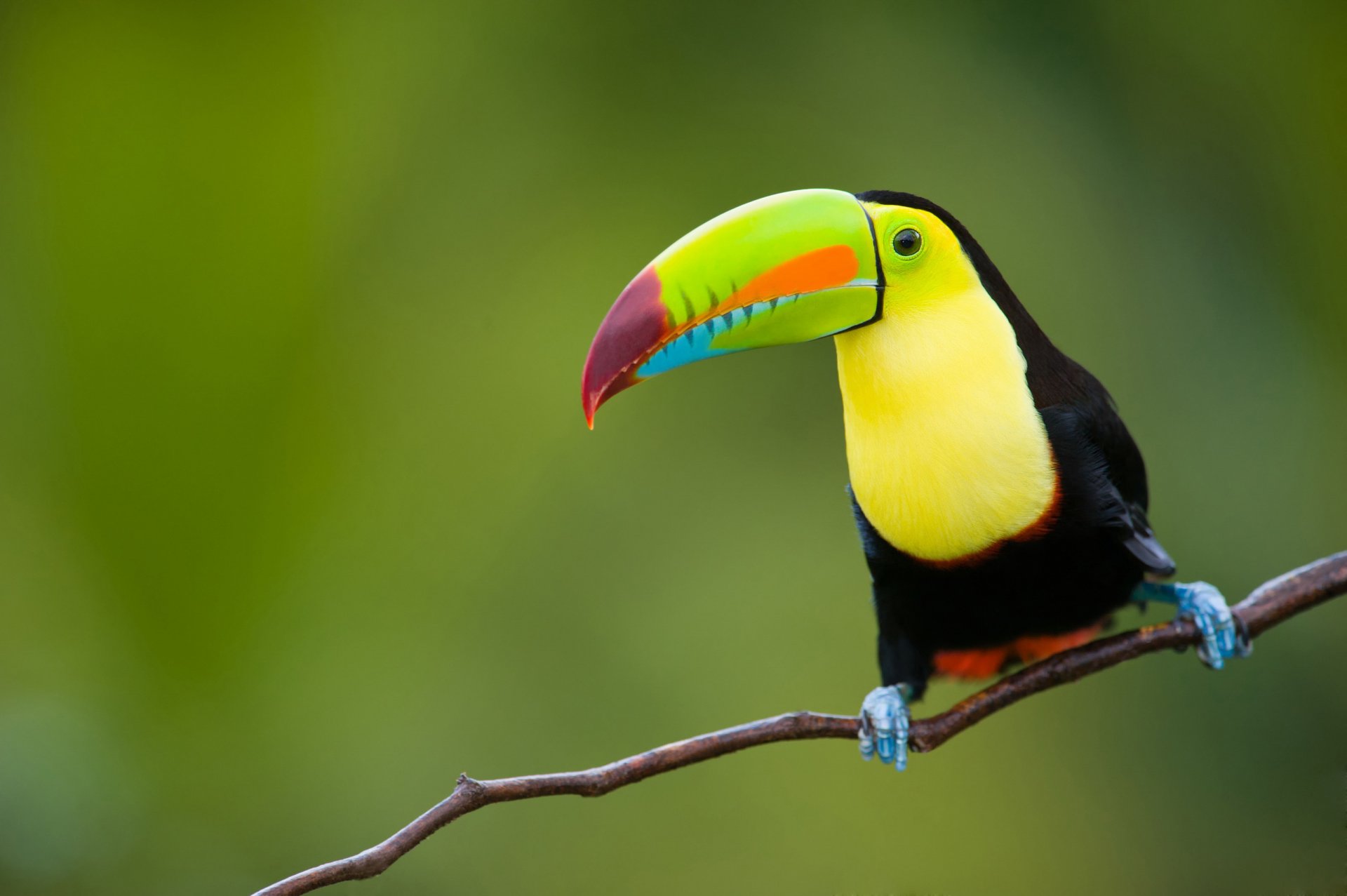 poultry toucan rainbow tropics jungle nature animals east java province indonesia background travel my planet bokeh wallpaper