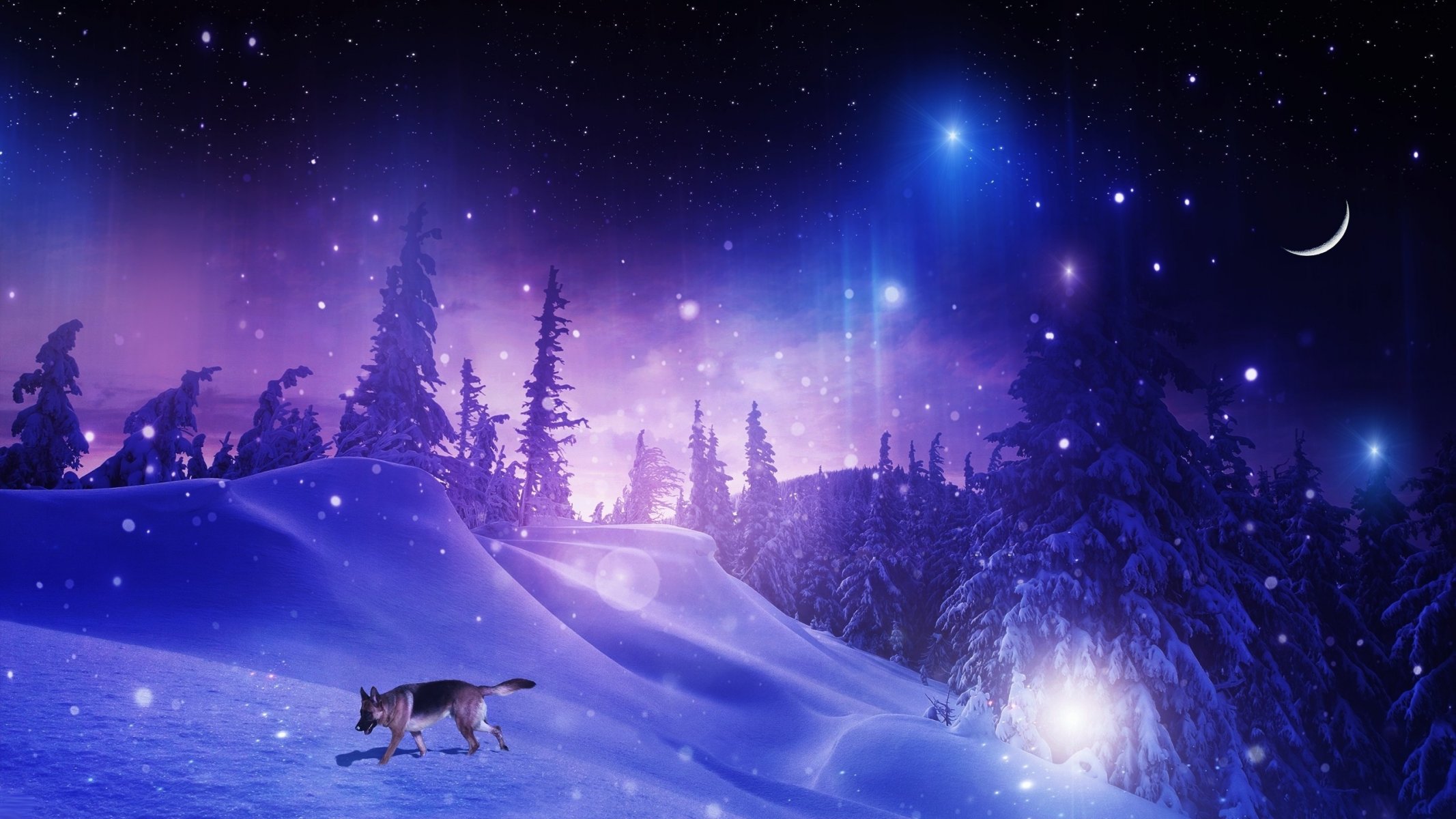 hund schäferhund wald nacht winter schnee bäume drifts schneeflocken sterne monat photoshop