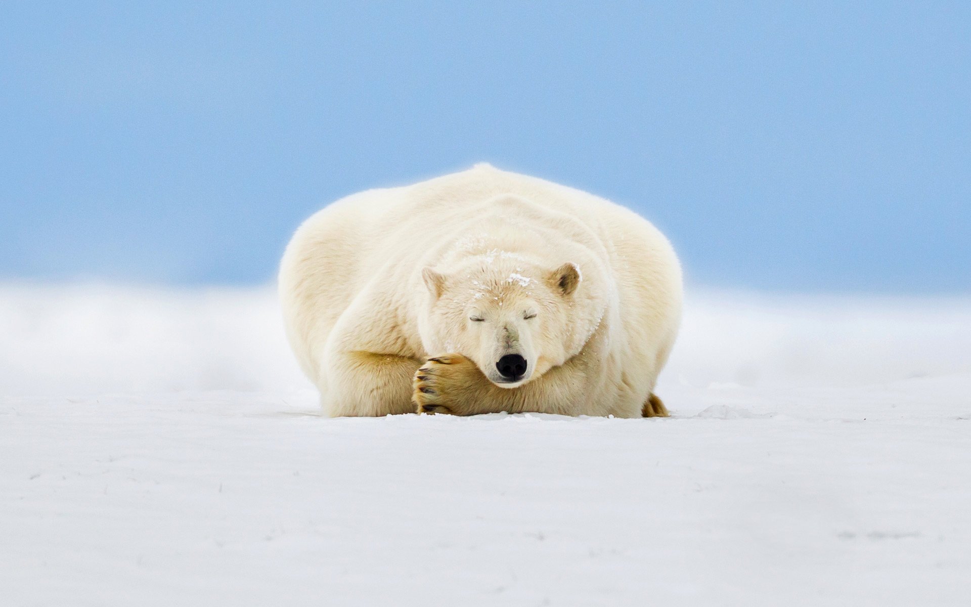 alaska polar bear next snow sky beaufort sea arctic national wildlife refuge