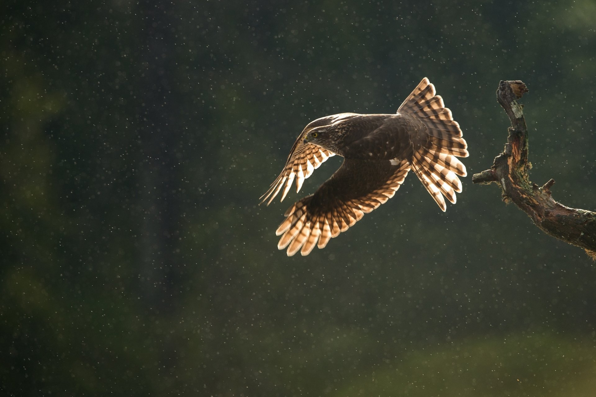 branche oiseau prédateur caille vol pluie gouttes automne