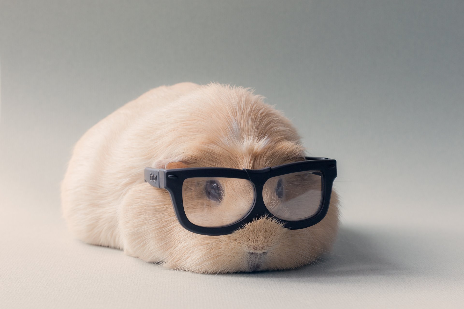 meerschweinchen brille heller hintergrund