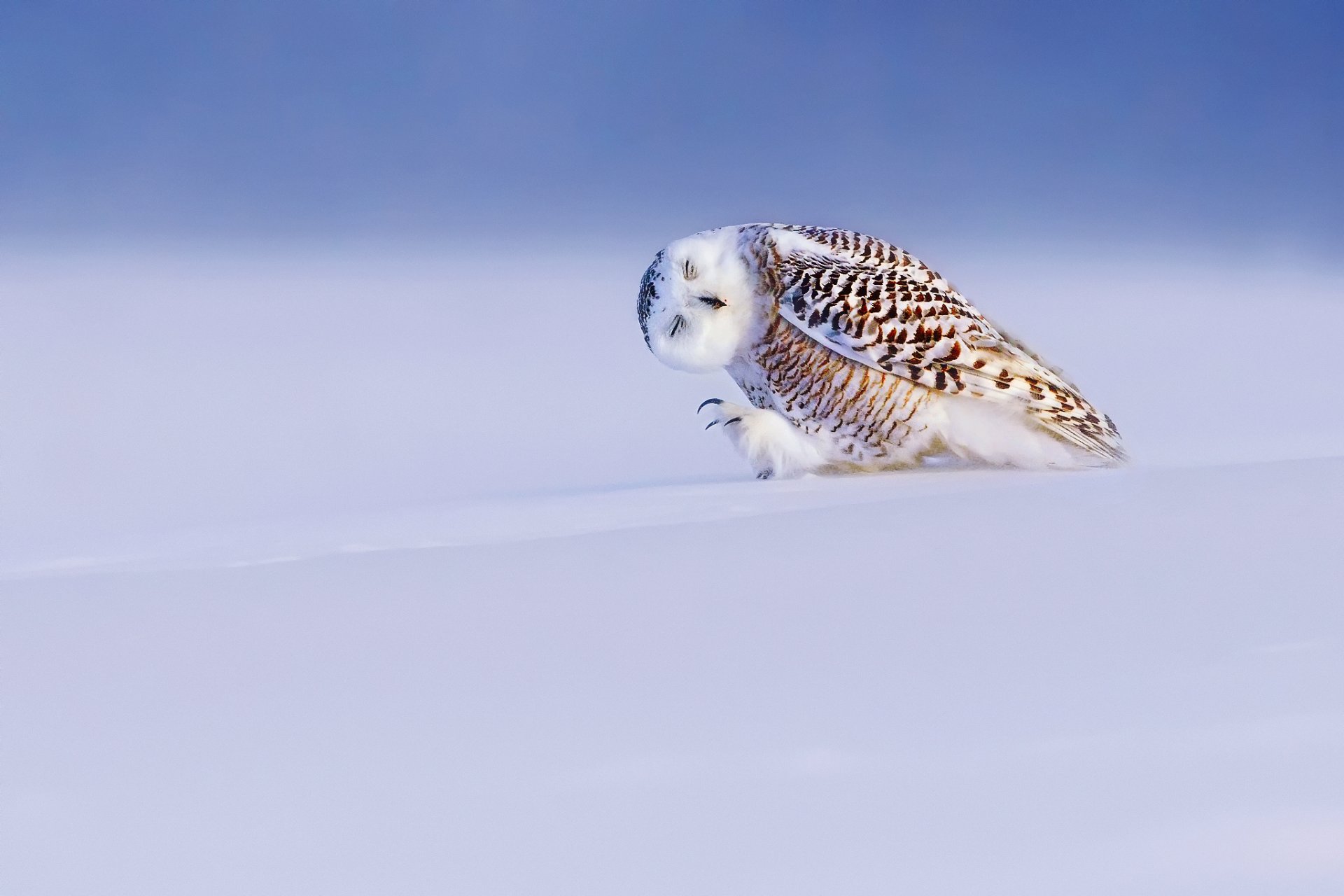 vogel weiße eule polareule bubo scandiacus nyctea scandiaca winter schnee licht