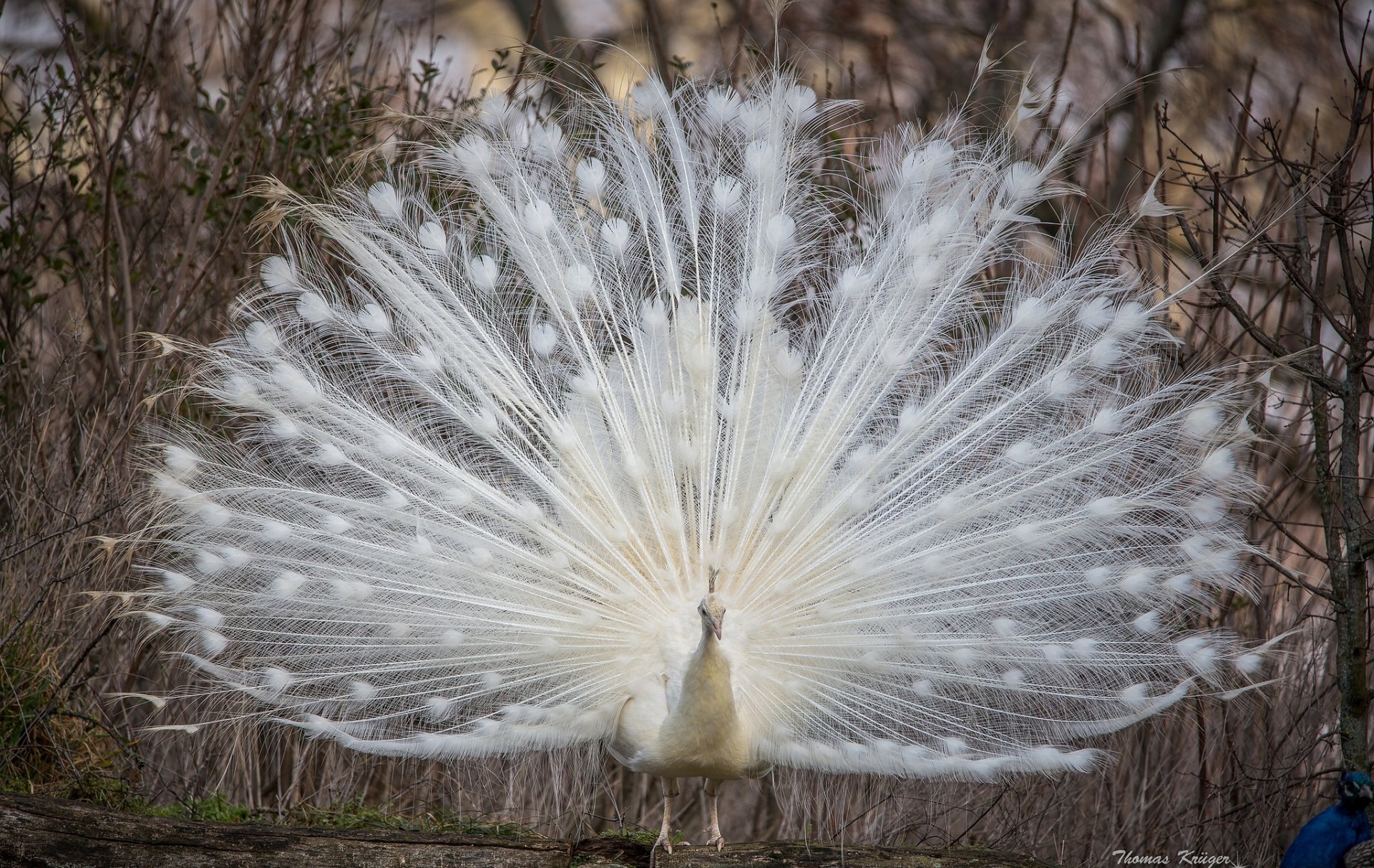 pfau weiß schwanz