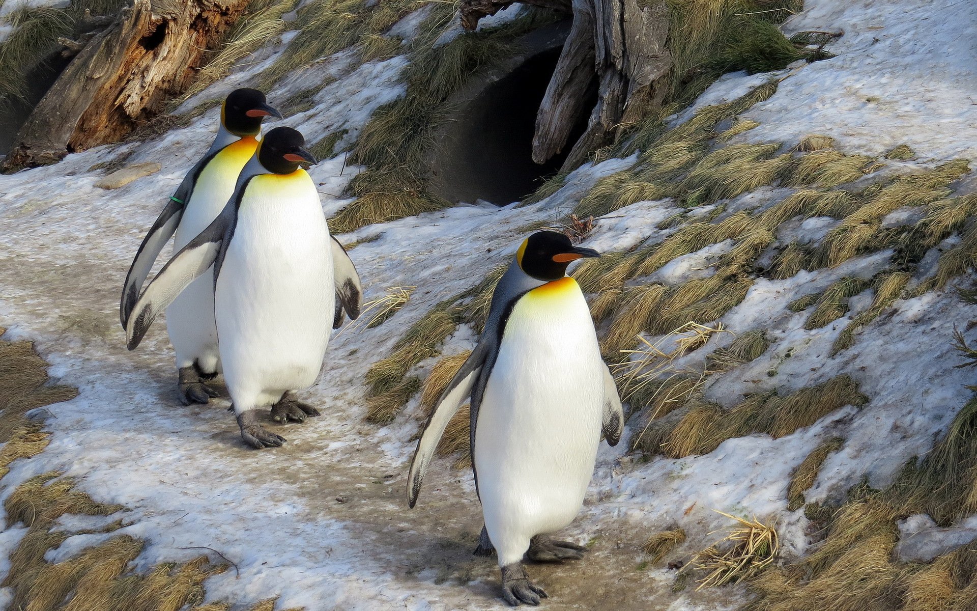 king penguins nature winter