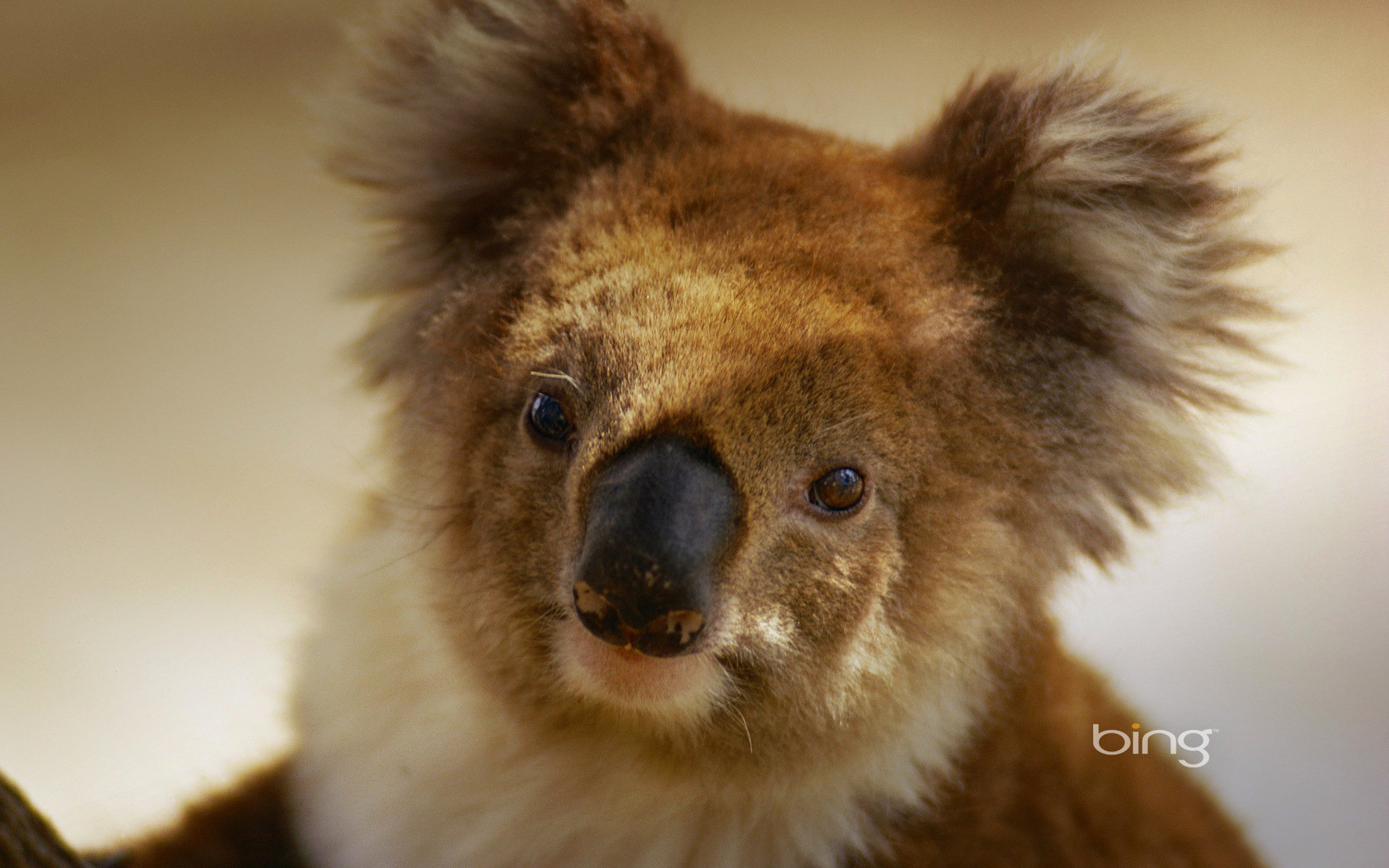 koala marsupiale australia erbivoro