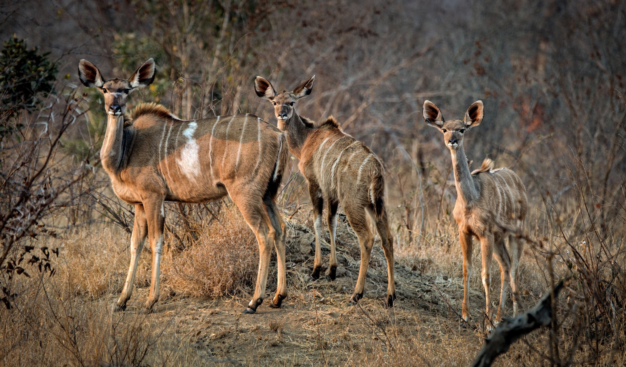 outh africa antelope family morning