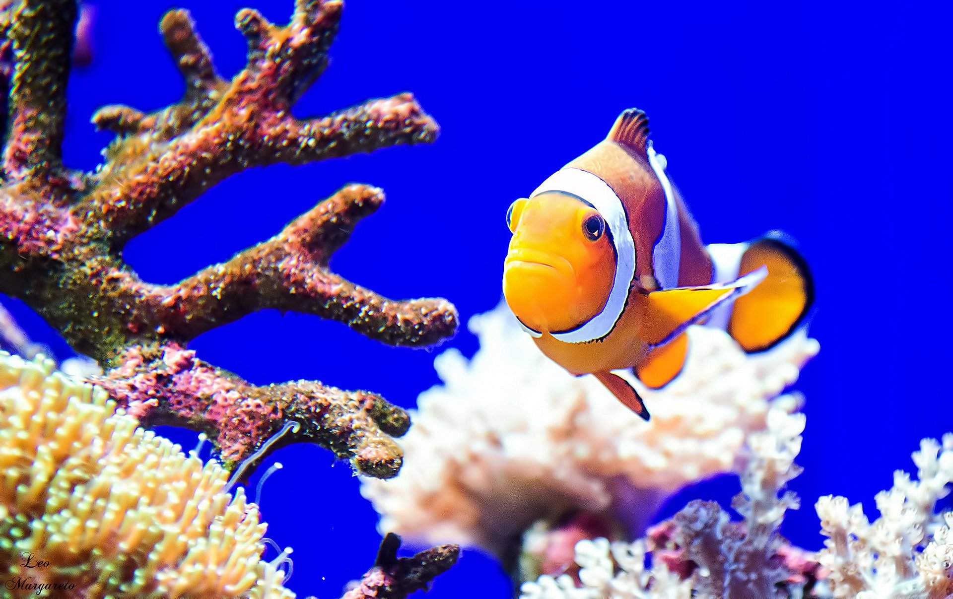 mare oceano corallo pesce colore