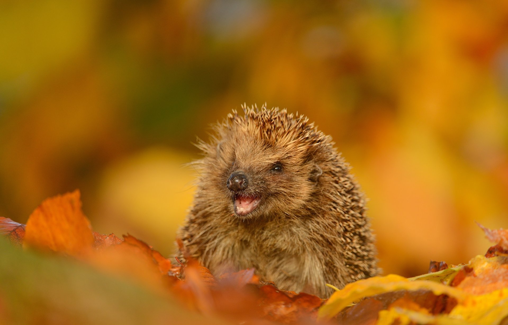 hojas otoño hocico espinas sonrisa