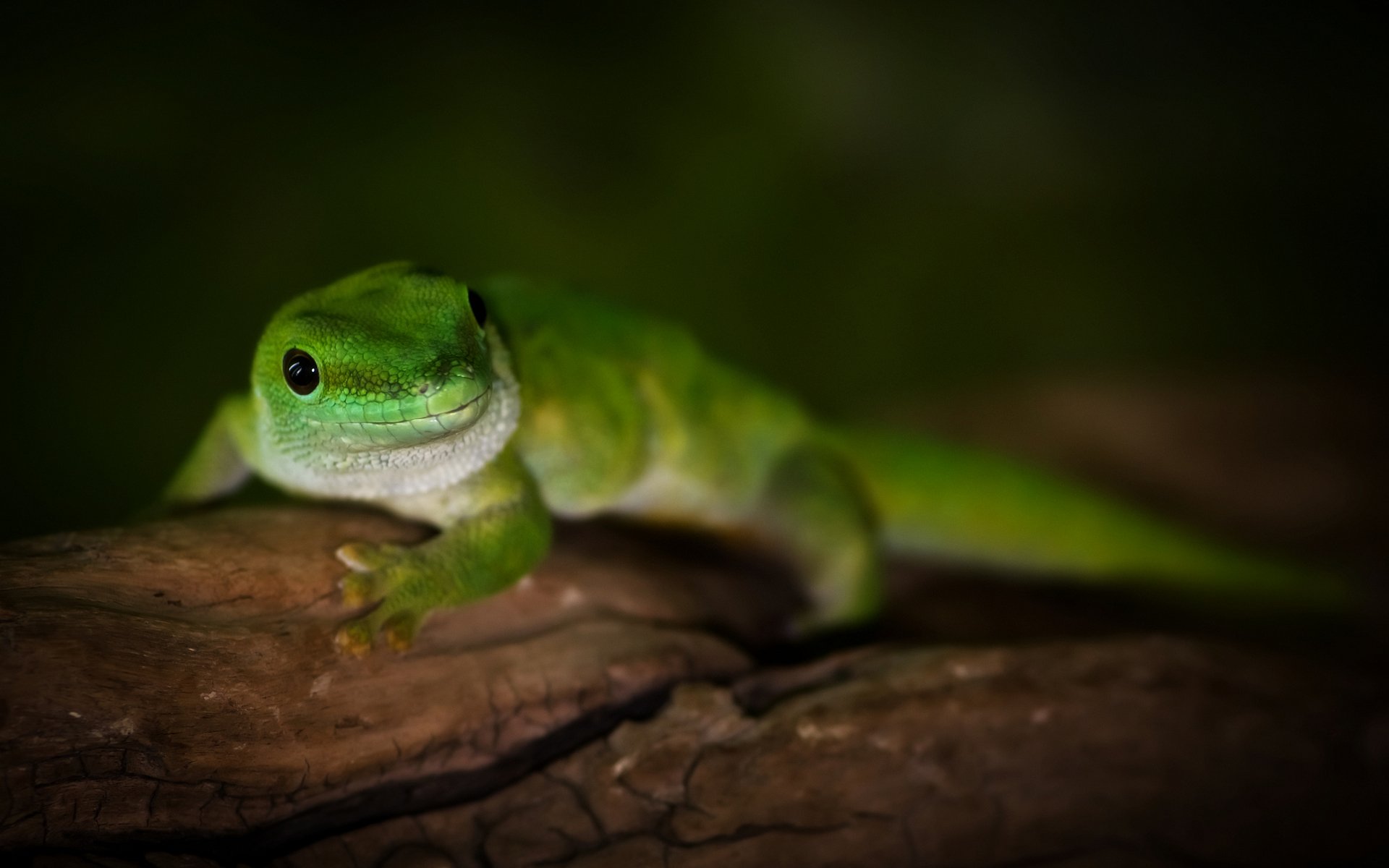 madagaskar dzień gekon gekon dzień madagaskar jaszczurka makro drzewo zielony