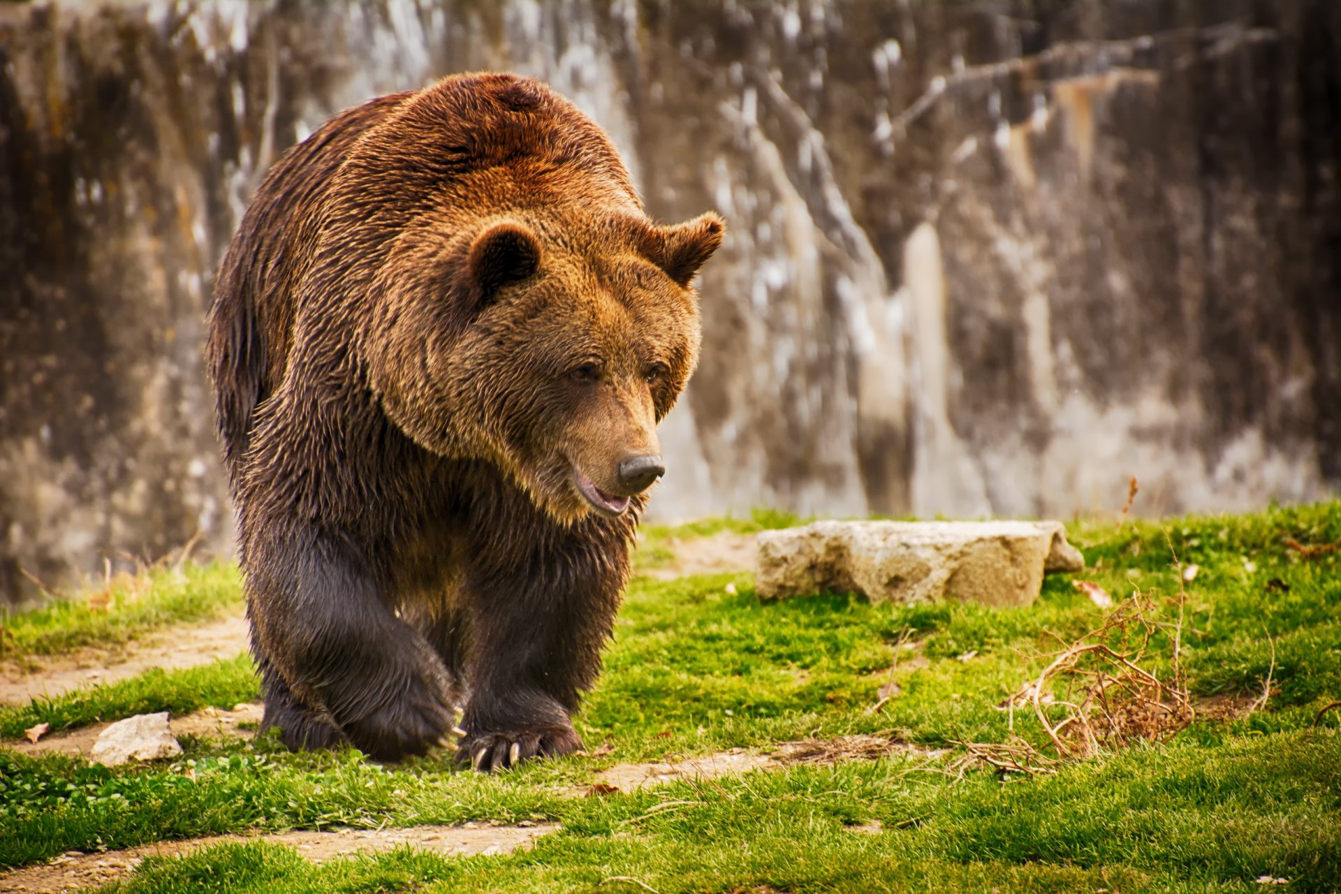 oso naturaleza fondo