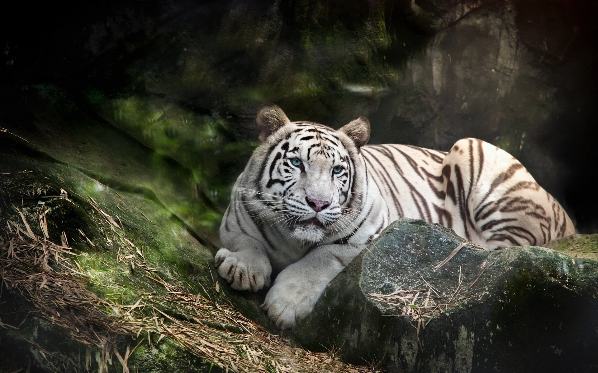 tigre naturaleza fondo