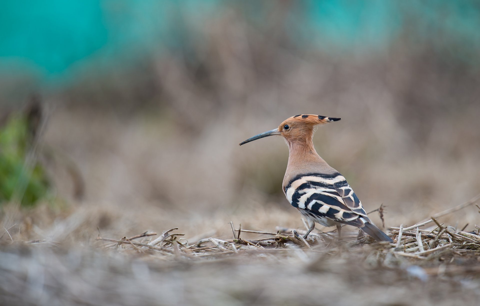 oiseau huppe bec touffe fond