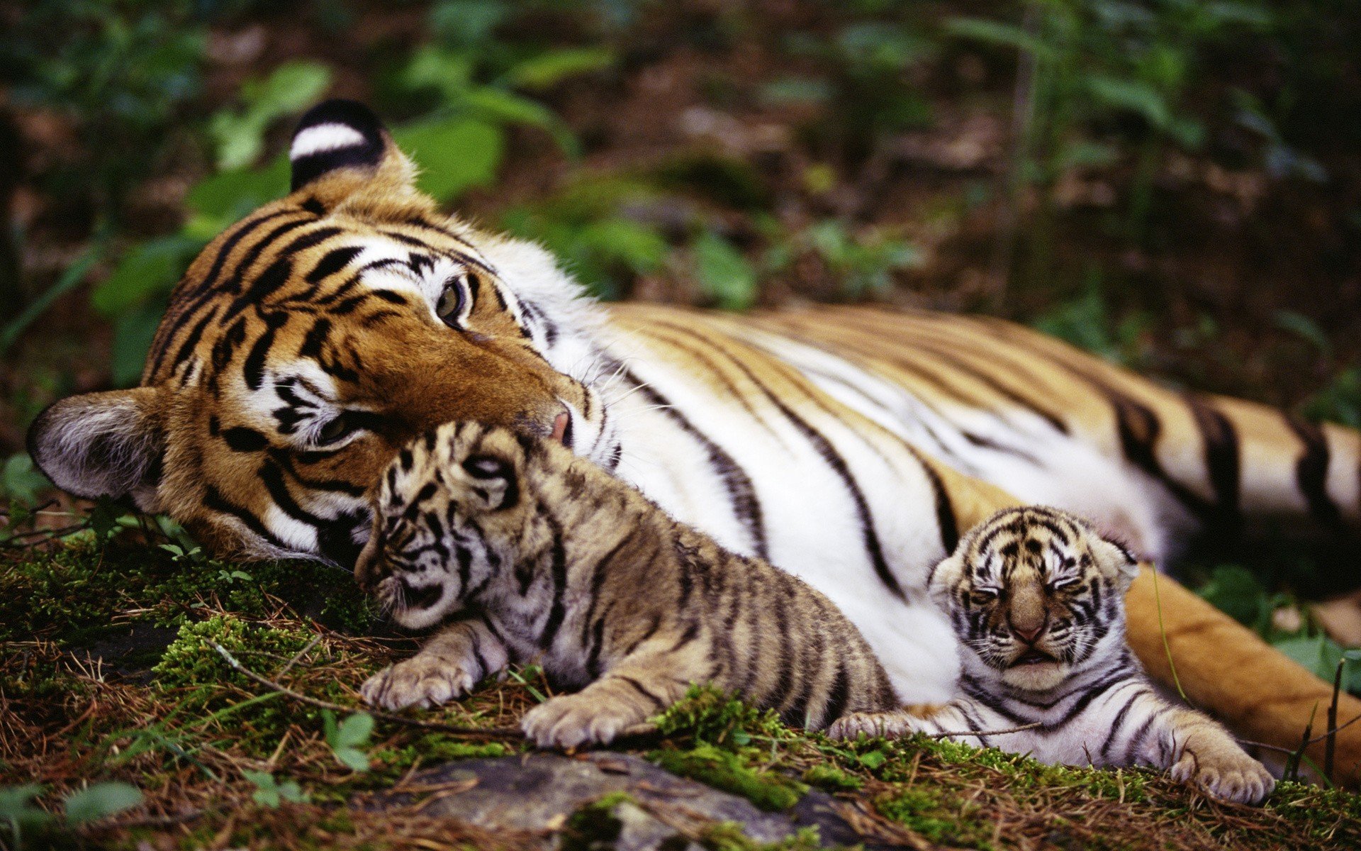 tigre animales tigres animales naturaleza