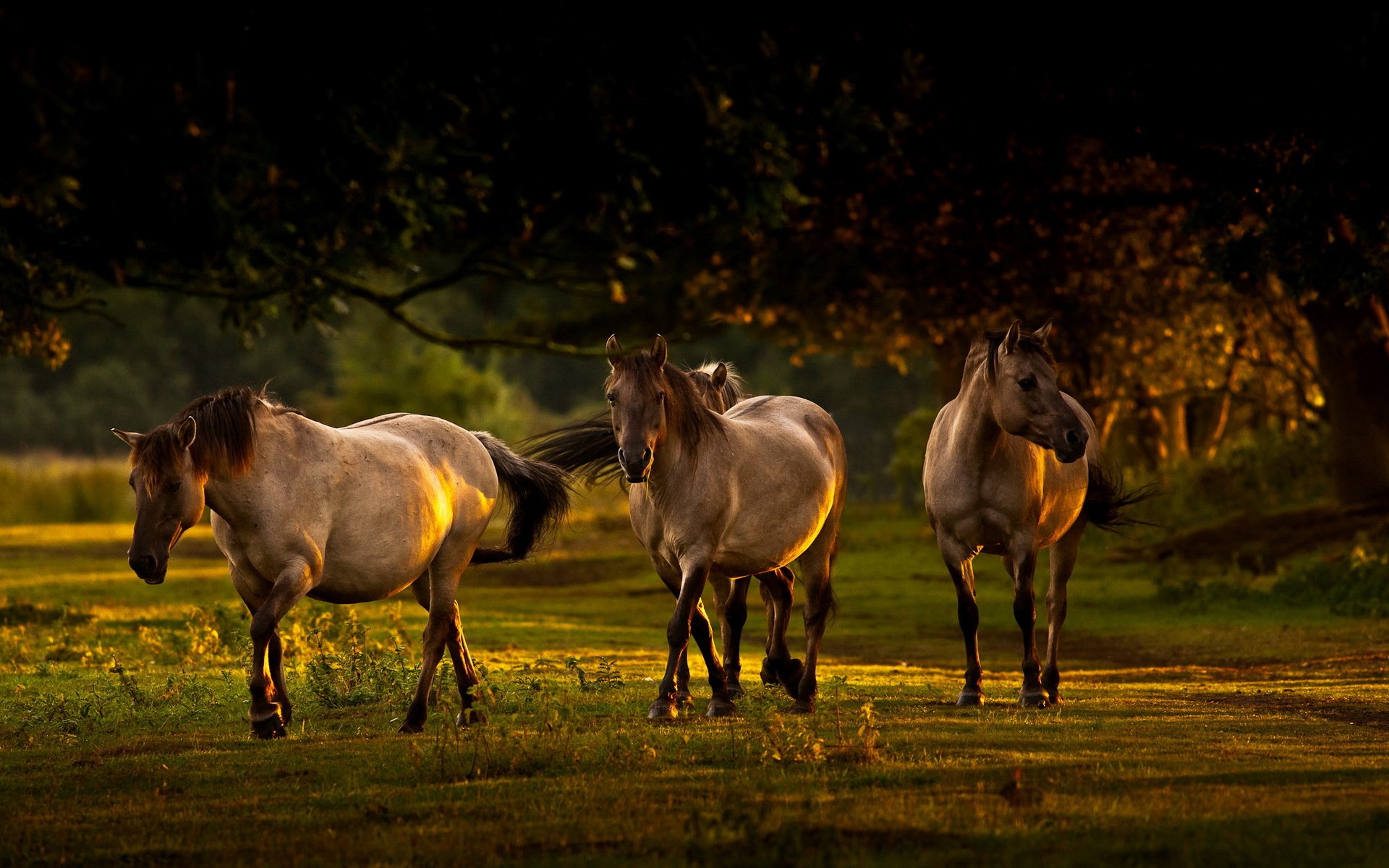 chevaux matin lumière nature