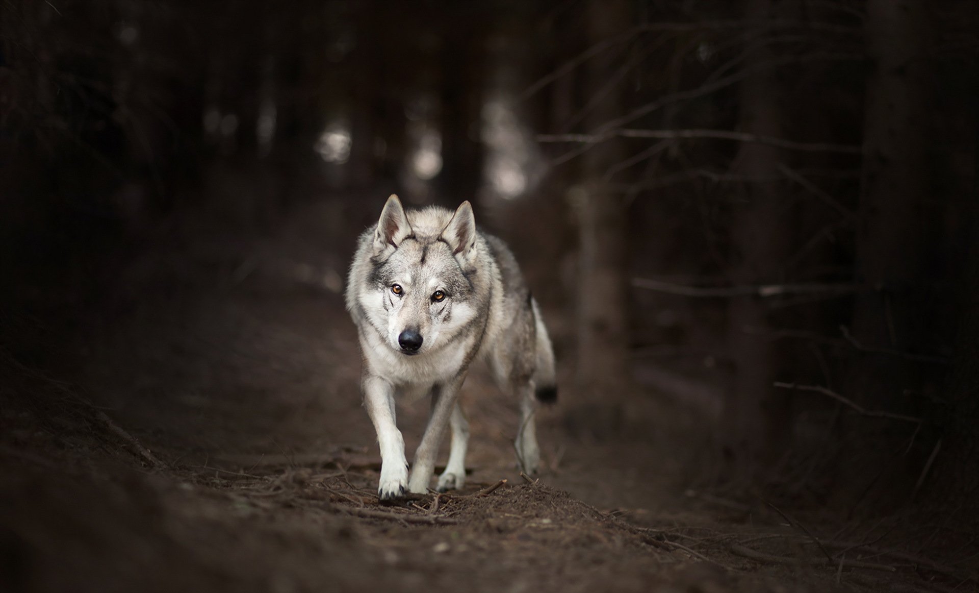 lupo foresta natura