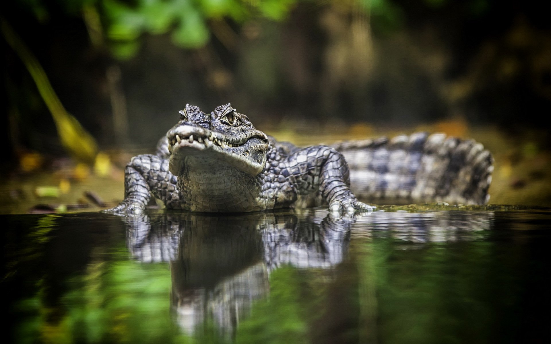 cocodrilo australia reptiles