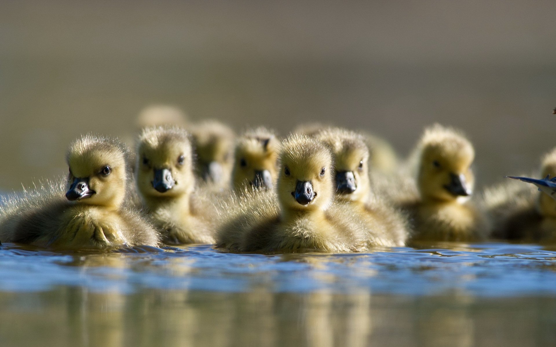 patos naturaleza agua