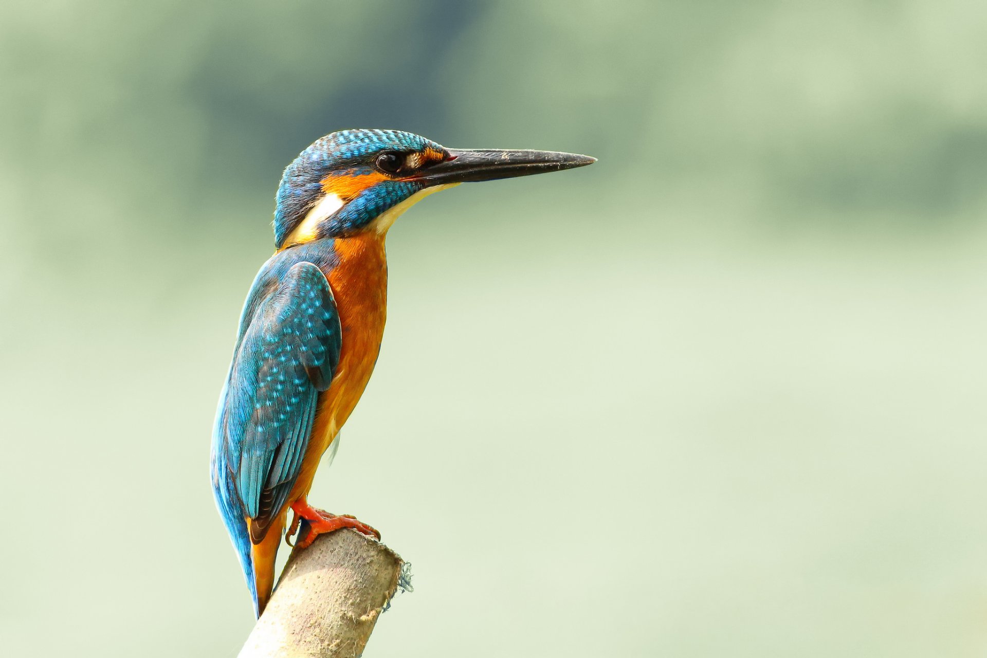 uccello martin pescatore comune alcedo atthis martin pescatore