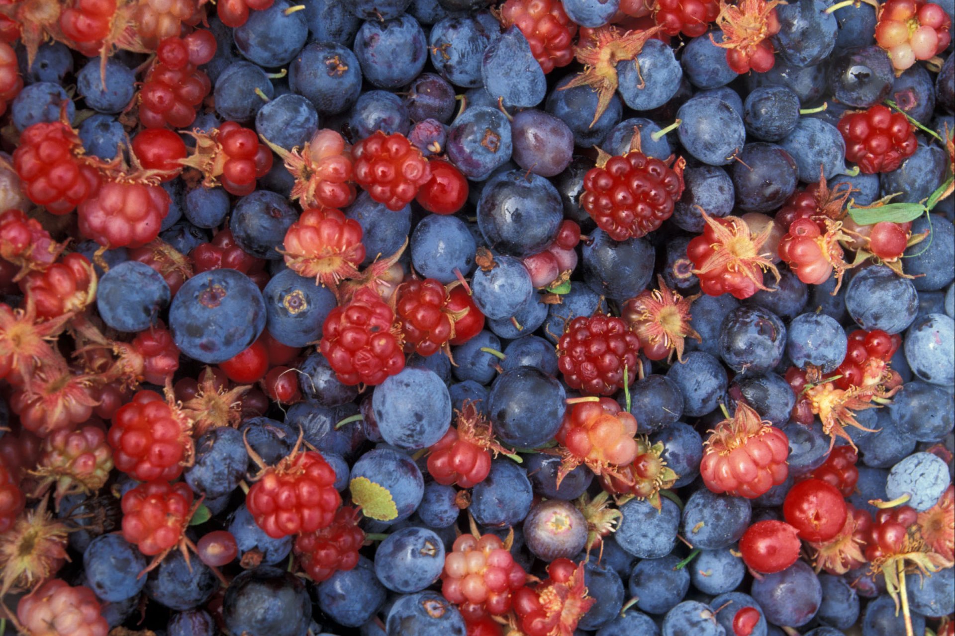 beeren essen waldbeeren