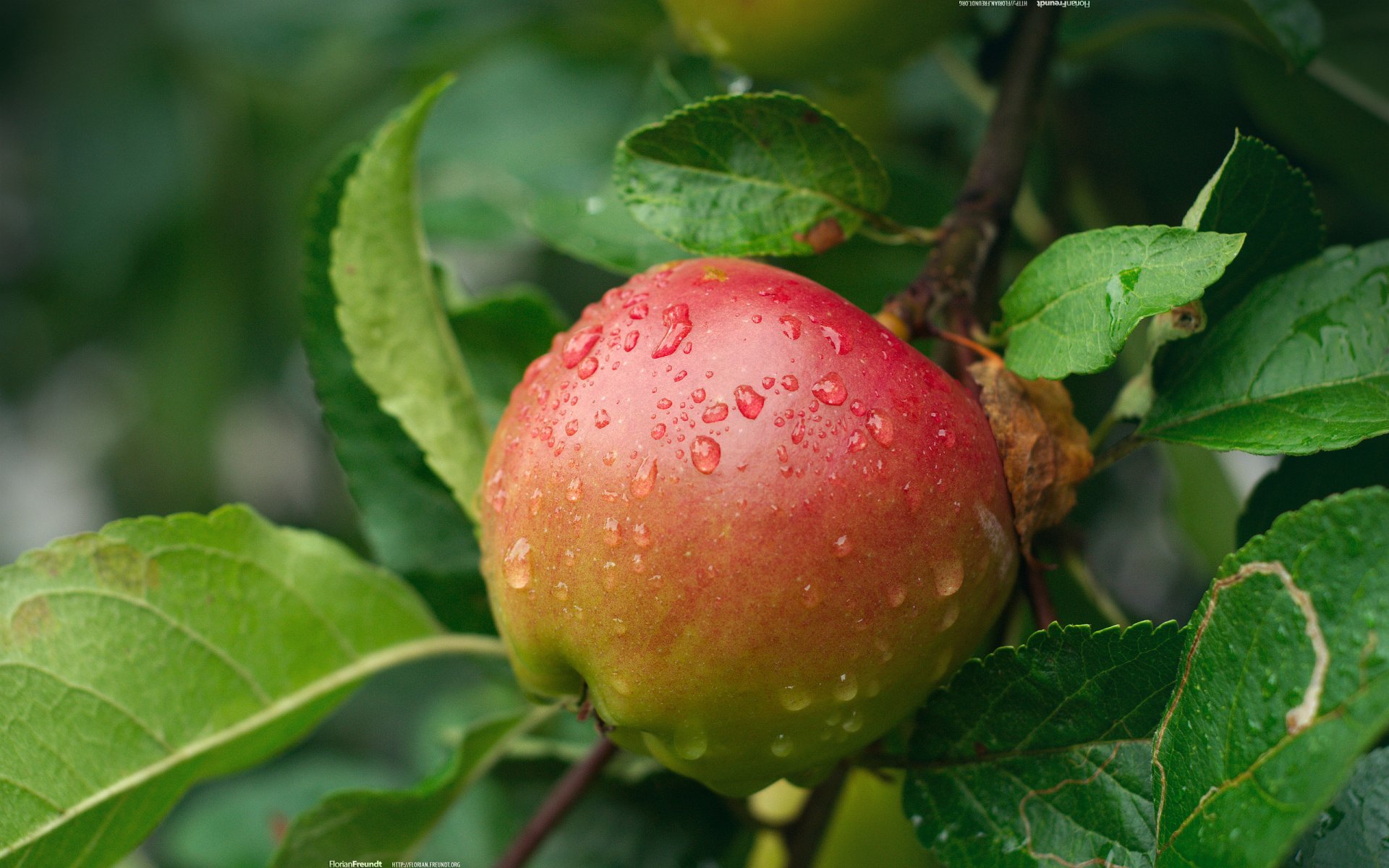 pomme gouttes branche nature