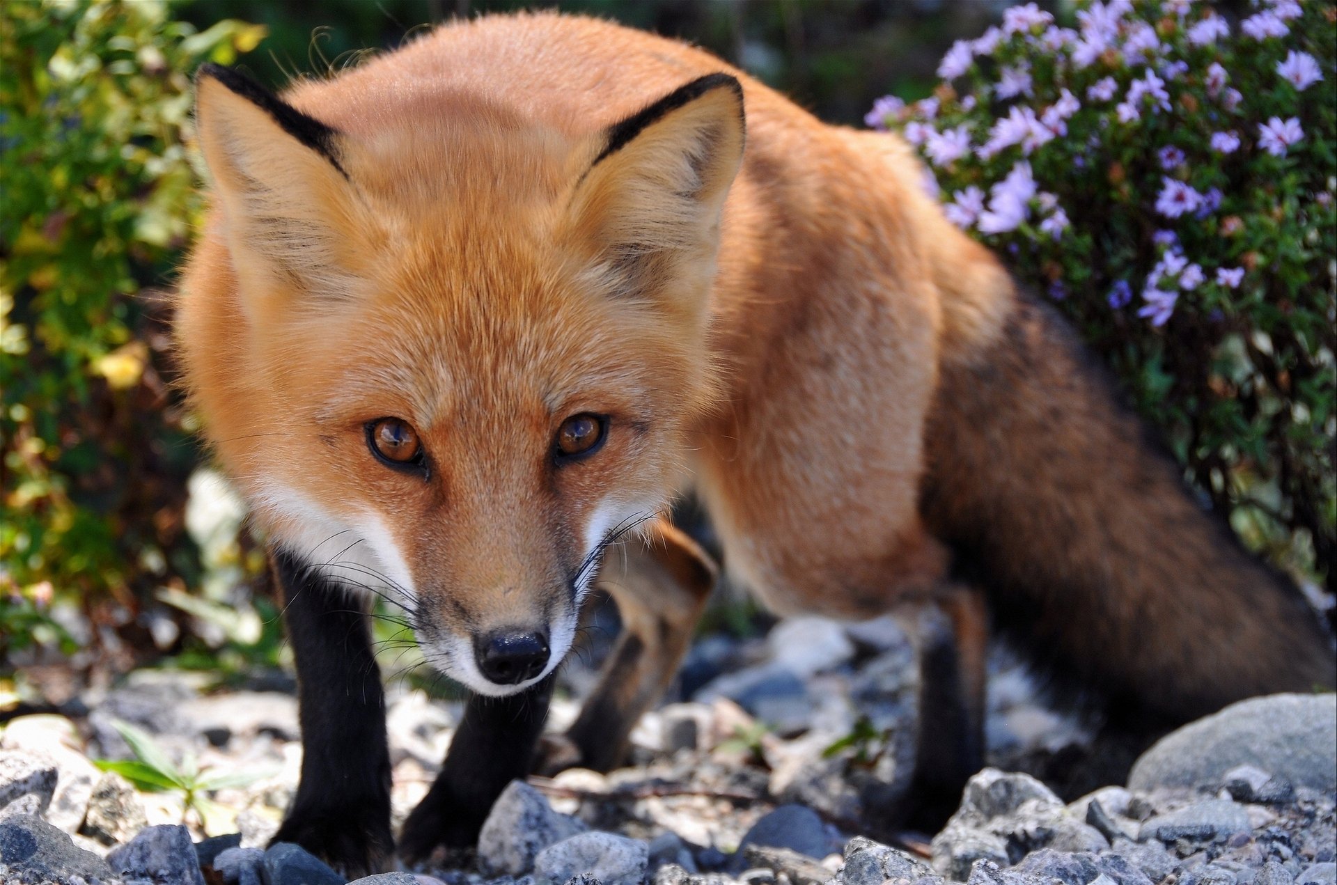 fuchs rotschopf blick