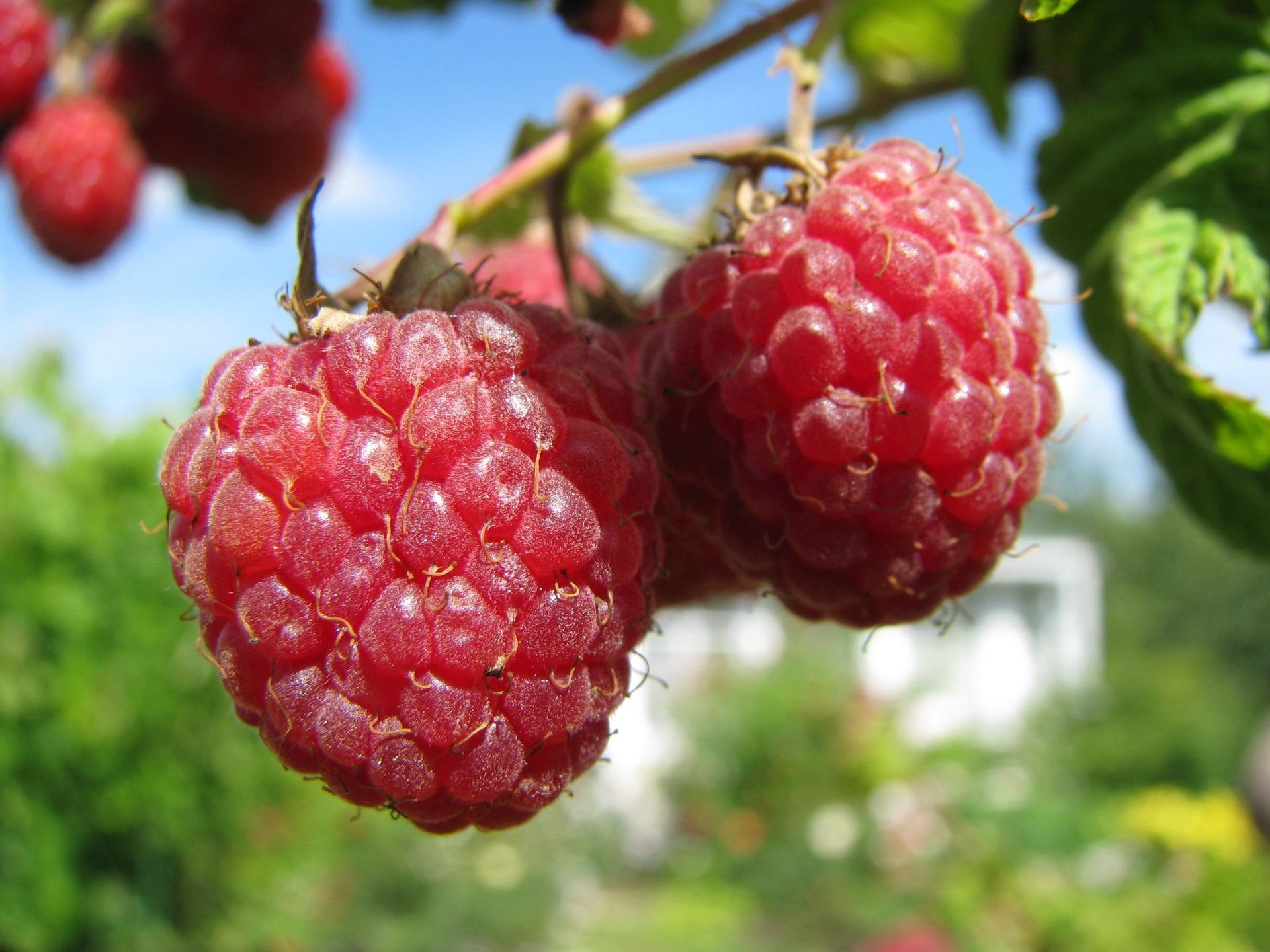 baies framboises branche