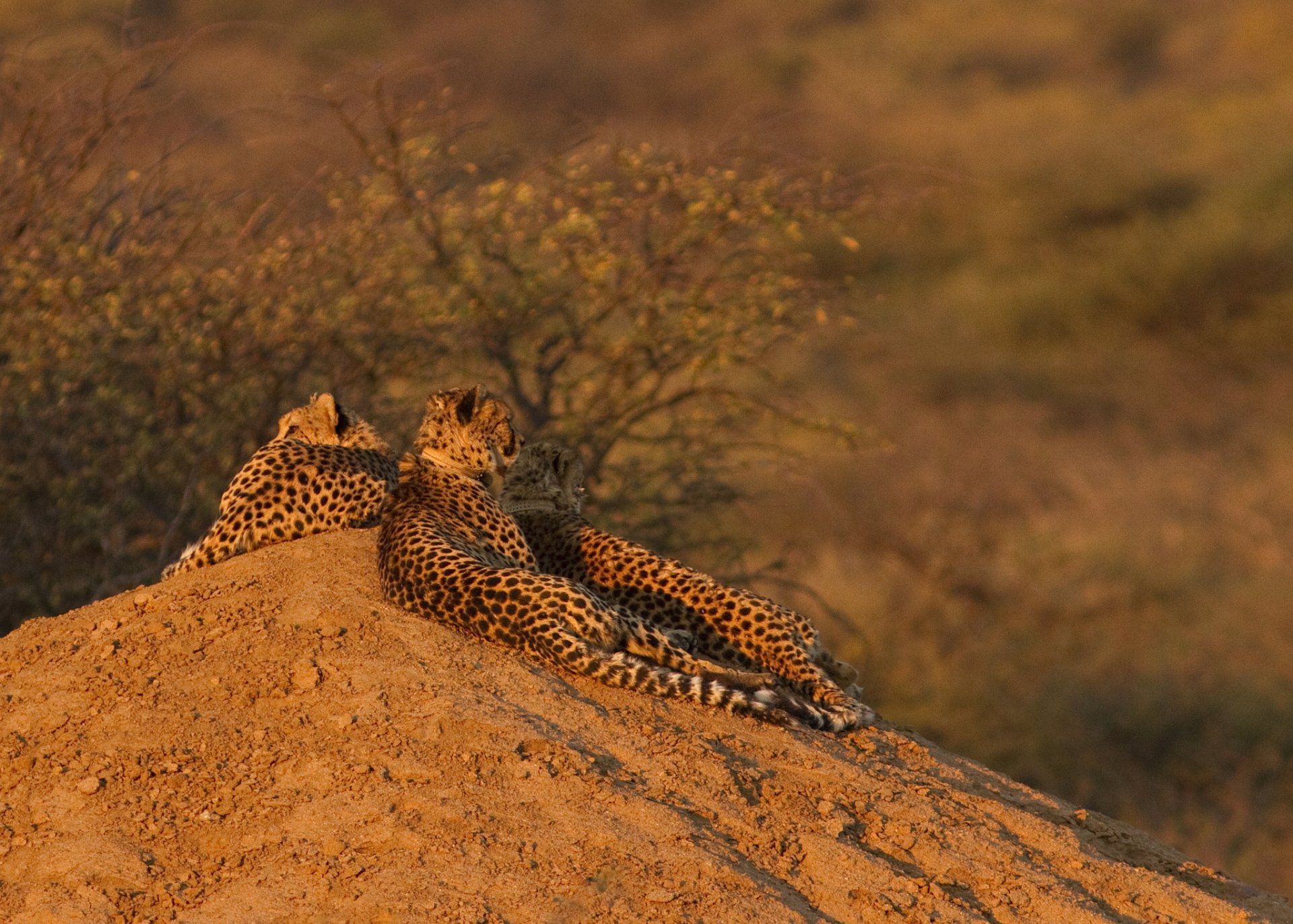 hill cheetahs family sport